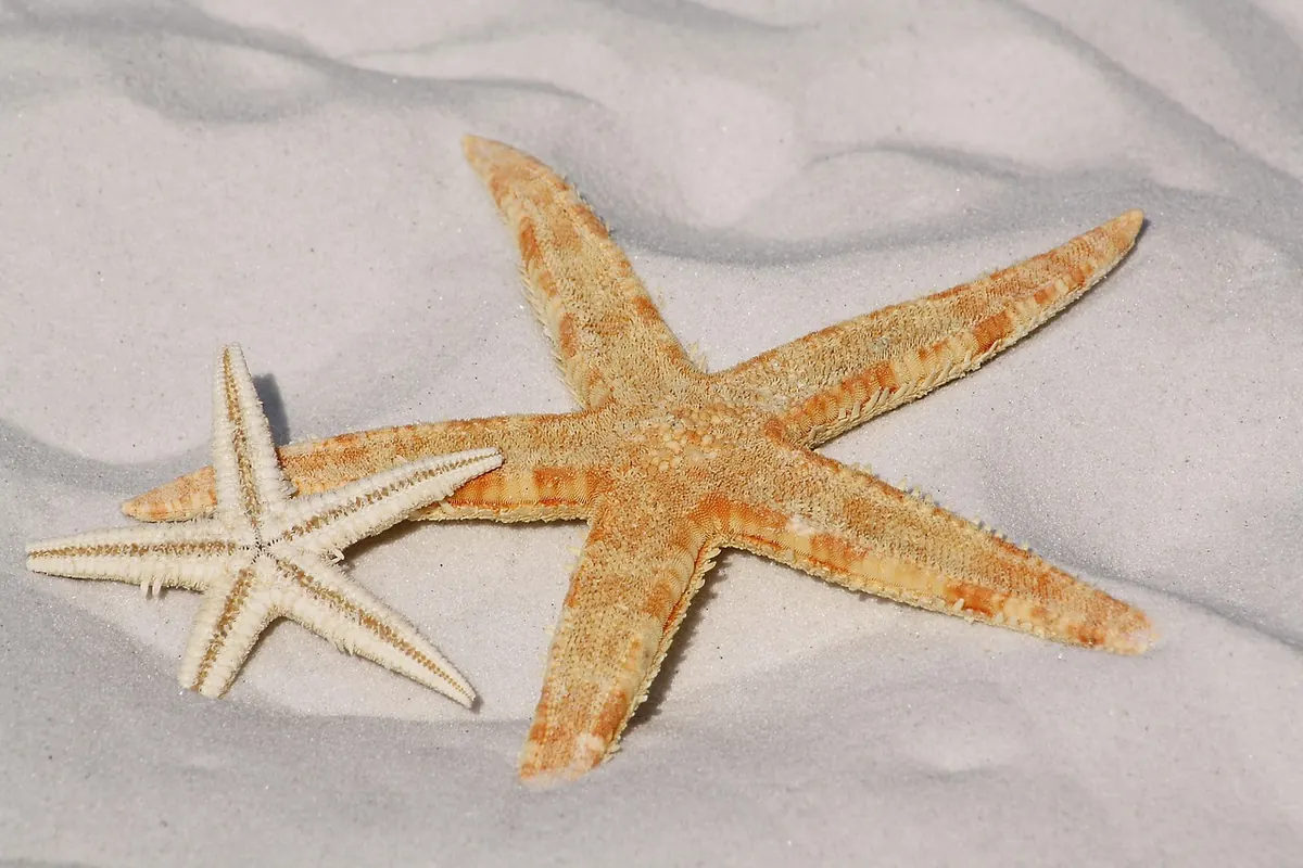 A Beginner's Guide to UK Rockpool Marine Life
