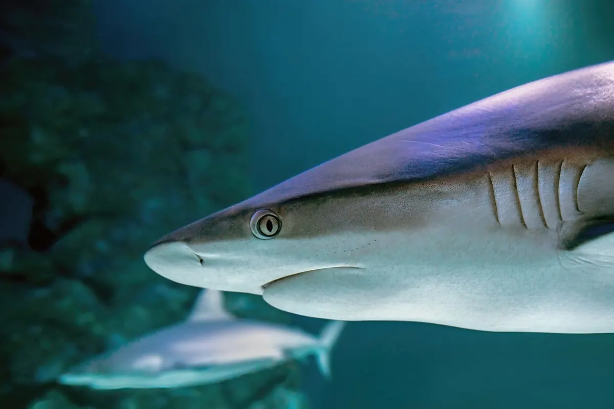 Marine Life